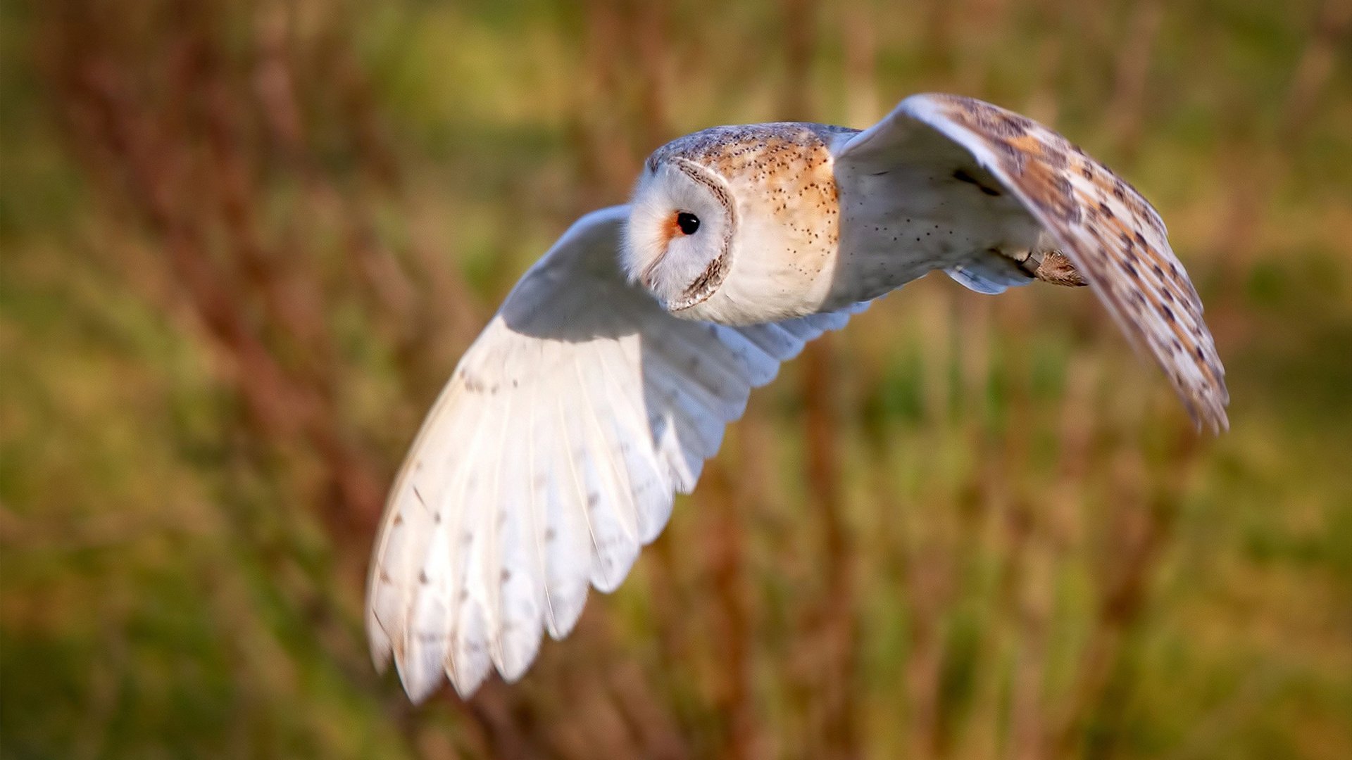 九游下载安装-连续胜利！一支强队在欧洲杯预选赛中表现抢眼，欧洲杯预选赛全胜