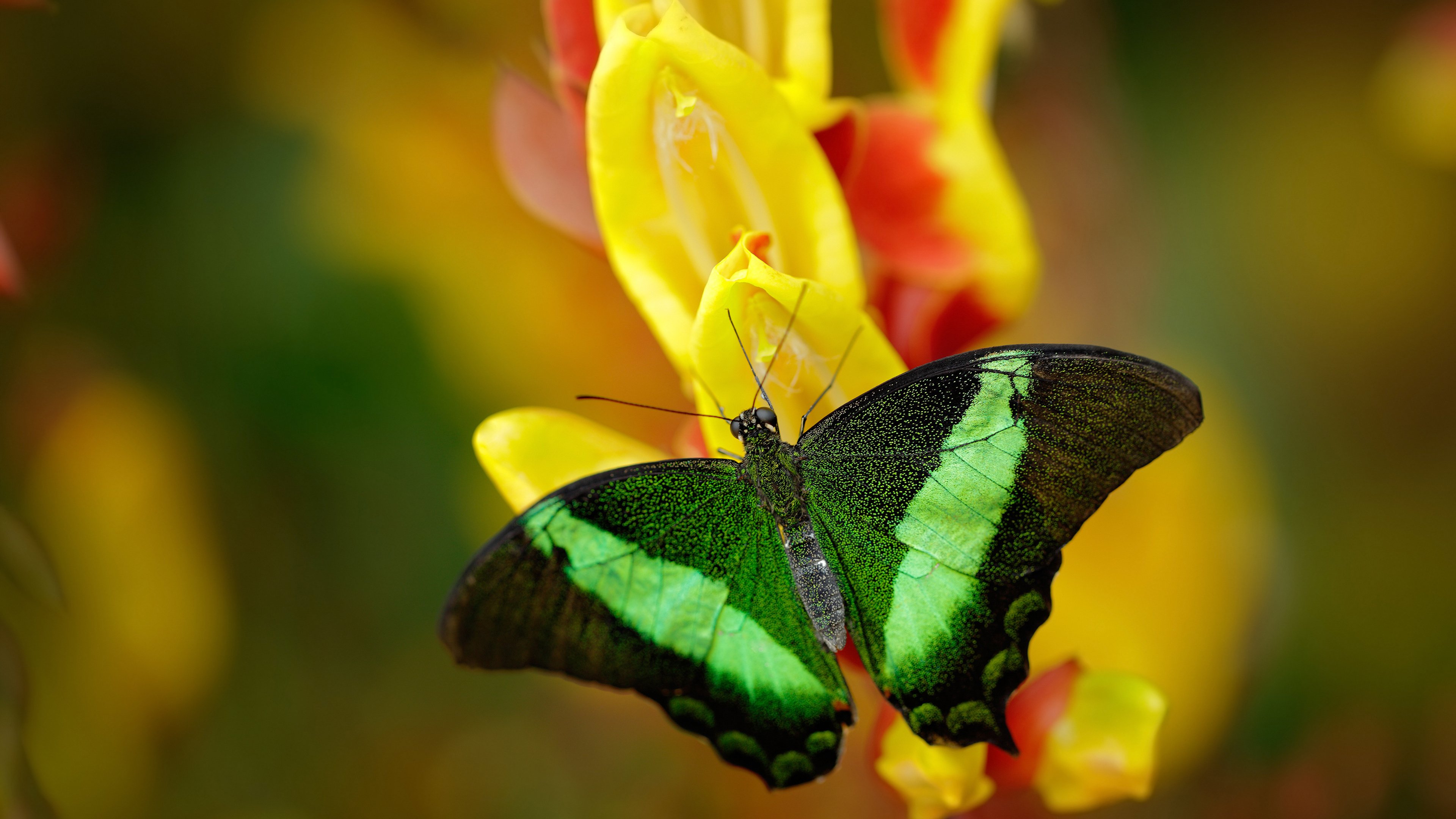 九游app官网下载-博卡需引入高水平中场，提升控球能力，博卡啥意思