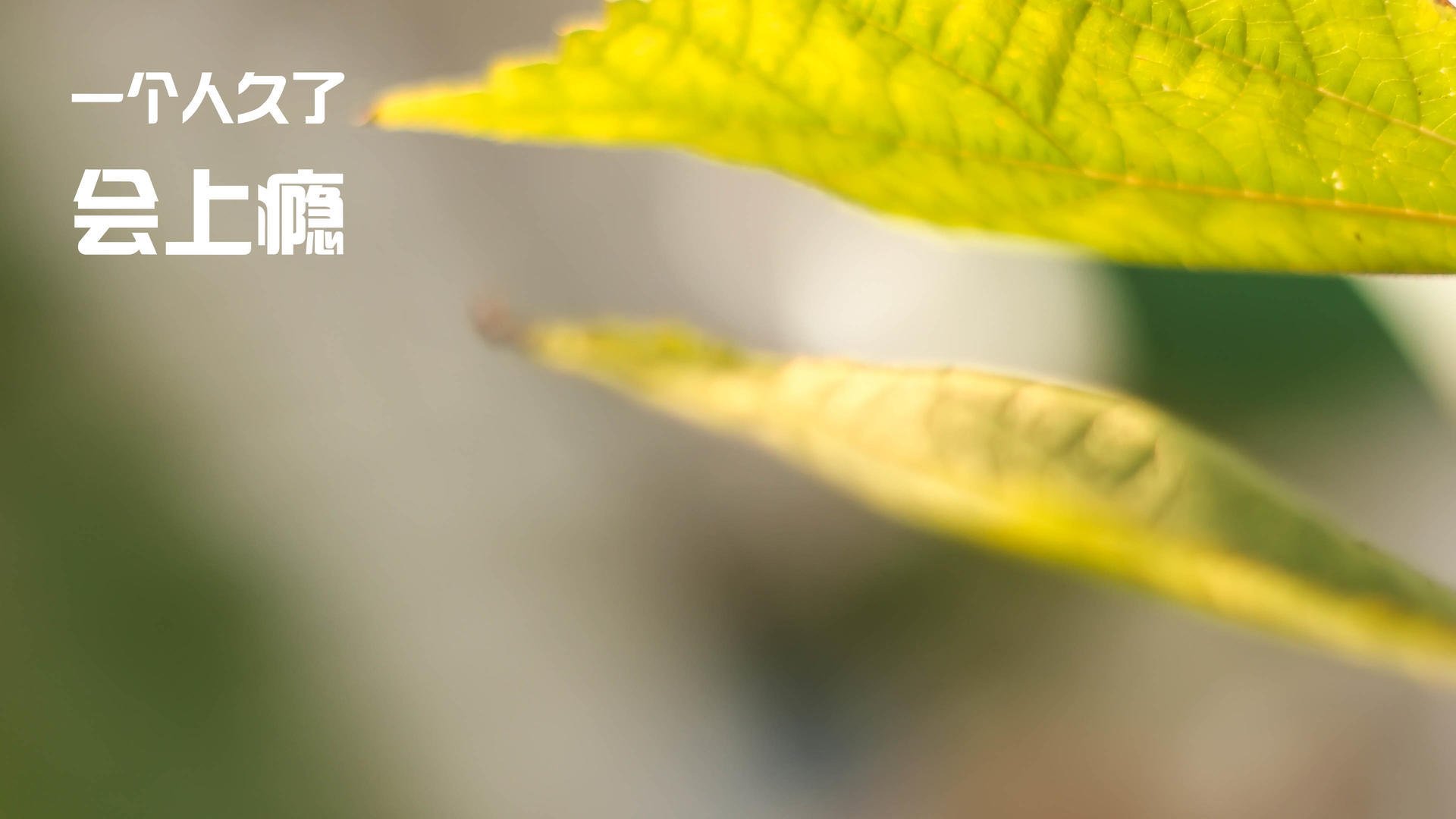 九游下载中心-凯蒂·莱德基决赛节奏掌控精准，凯蒂·莱德基赛程