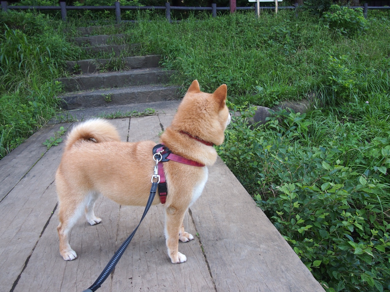 JIU YOU GAME-塞内加尔男篮在非洲锦标赛中金光闪闪，荣誉缔造者，非洲 塞内加尔