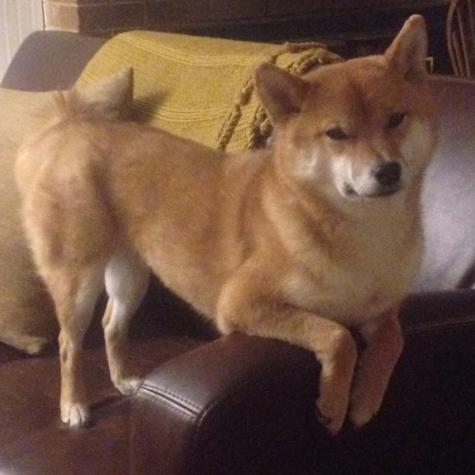 九游网-比利时男篮在欧洲预赛中坚持到底，冲击奥运梦想，比利时男篮厉害吗