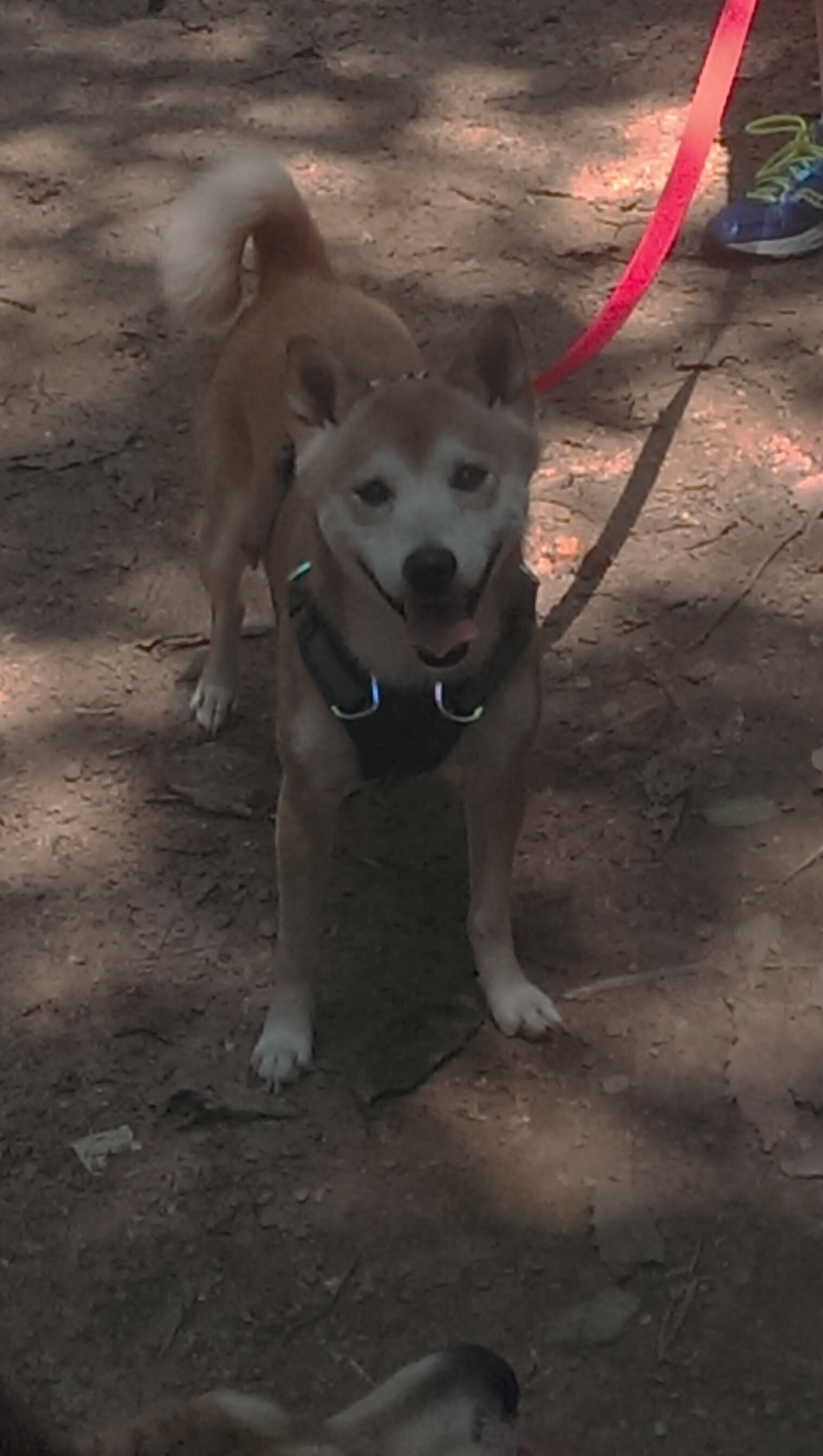 水球小组赛吉尔吉斯斯坦表现顽强,吉尔吉斯斯坦国家队